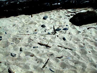 Sticks and stones along the Oregon coast.