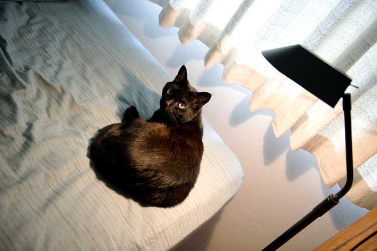 Cat on a hot cotten sheet.
