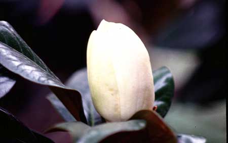 Yesterday's Magnolia bud a day older.