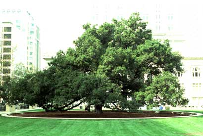 The oak tree in front of Oakland City Hall.